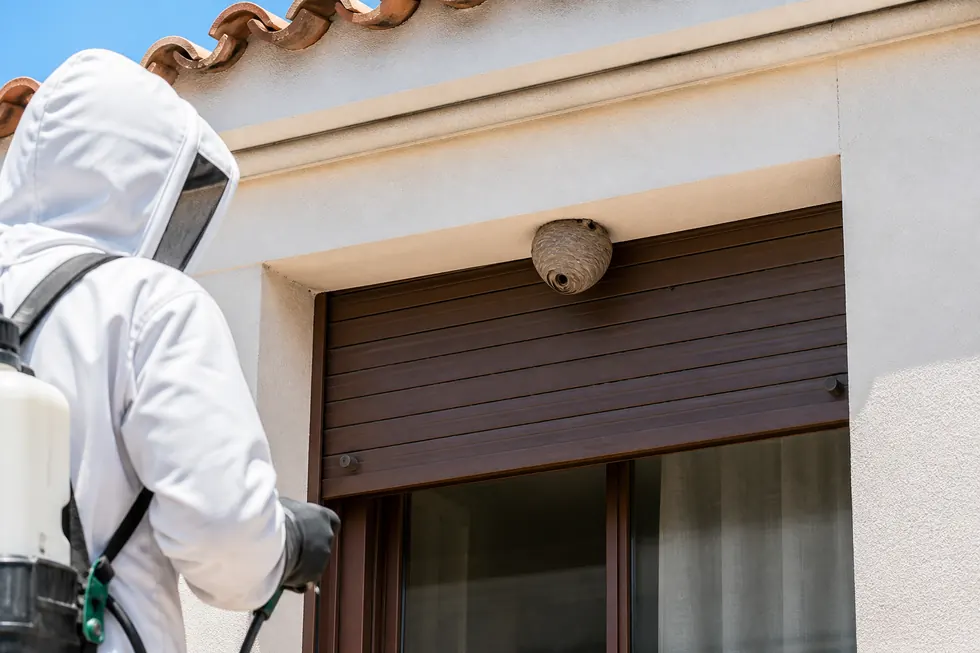 nido de avispas en vivienda de Castelldefels