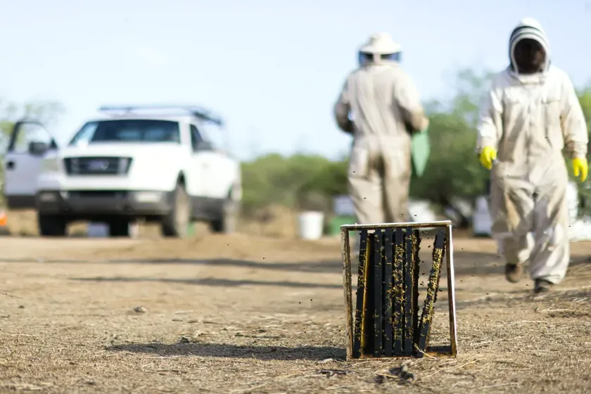 Tratamiento de abejas y enjambres en Castelldefels — CostaPest
