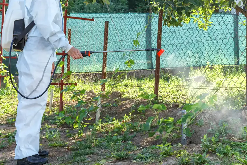Tratamiento de la procesionaria en Castelldefels — CostaPest